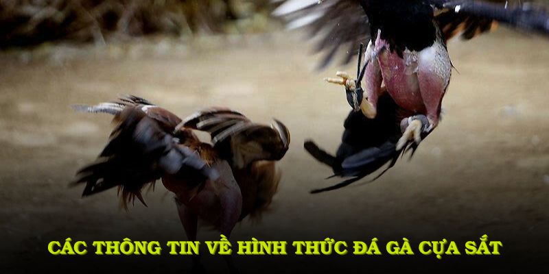 Các thông tin quan trọng về hình thức đá gà cựa sắt